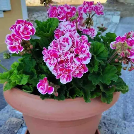 Horafas فيلة Kardhakáta